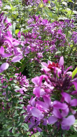 Landesgartenschau 2017